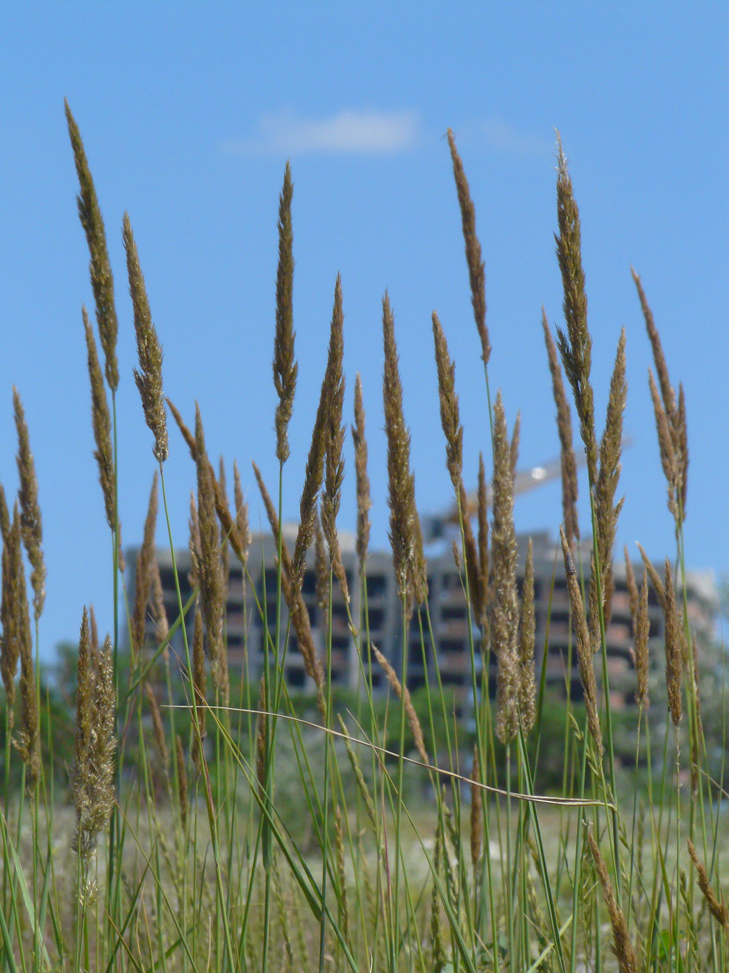 Изображение особи Calamagrostis glomerata.