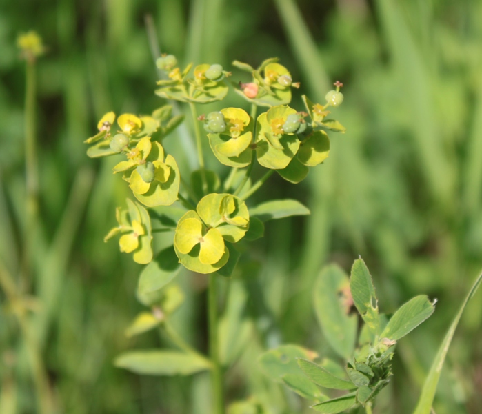 Image of Euphorbia borealis specimen.