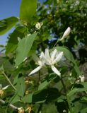 Lonicera tatarica. Верхушка ветви с цветками. Ростовская обл., Персиановские степи, средняя часть склона правого коренного берега р. Аюта. 05.05.2013.