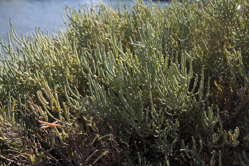 Image of Arthrocnemum macrostachyum specimen.