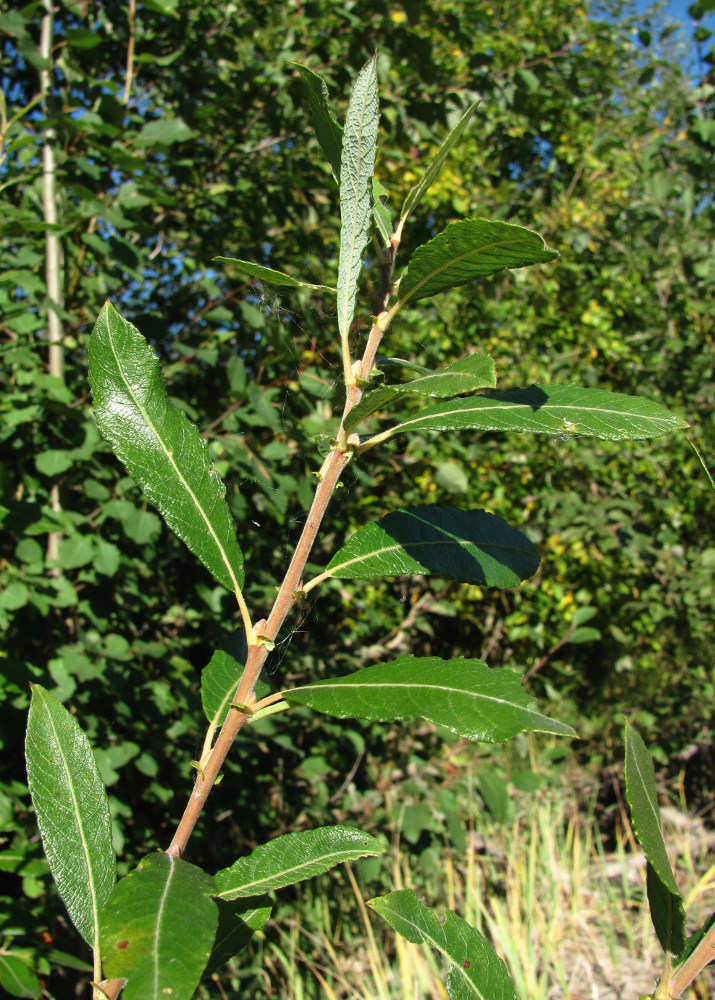 Image of Salix cinerea specimen.