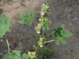 Malva verticillata var. neuroloma