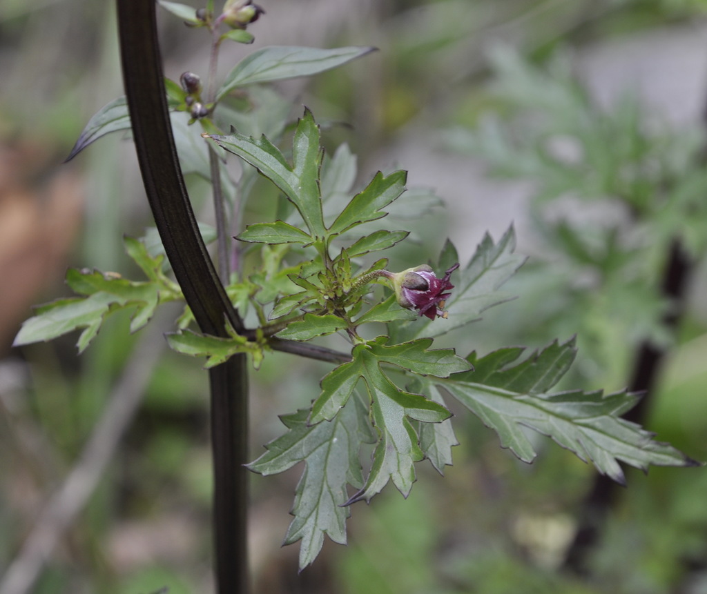 Image of Scrophularia lucida specimen.
