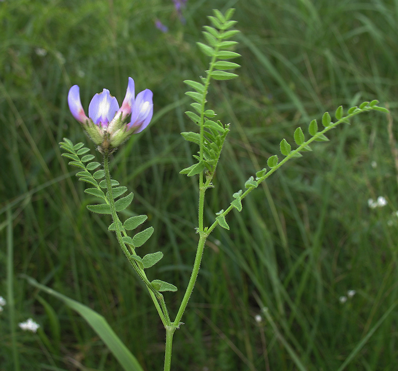 Image of Astragalus danicus specimen.
