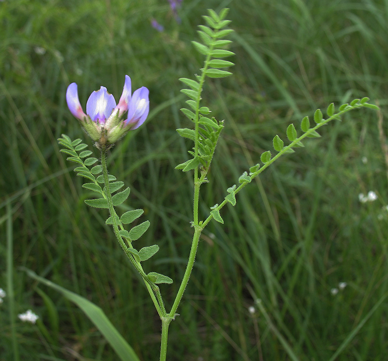 Изображение особи Astragalus danicus.