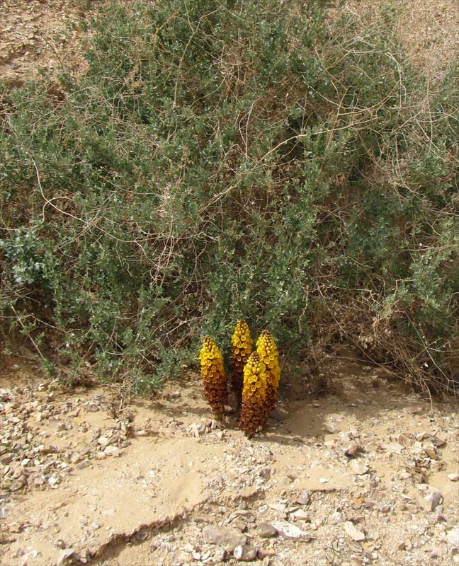 Image of Cistanche tubulosa specimen.