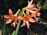 род Hippeastrum. Соцветие. Таиланд, остров Тао. 27.06.2013.