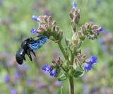 Anchusa officinalis. Верхушка соцветия и подлетающая пчела-плотник (Xylocopa sp.). Восточный Казахстан, г. Усть-Каменогорск, правый берег р. Иртыш. 11.06.2013.