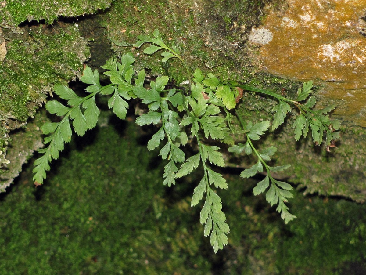 Изображение особи Asplenium adiantum-nigrum.