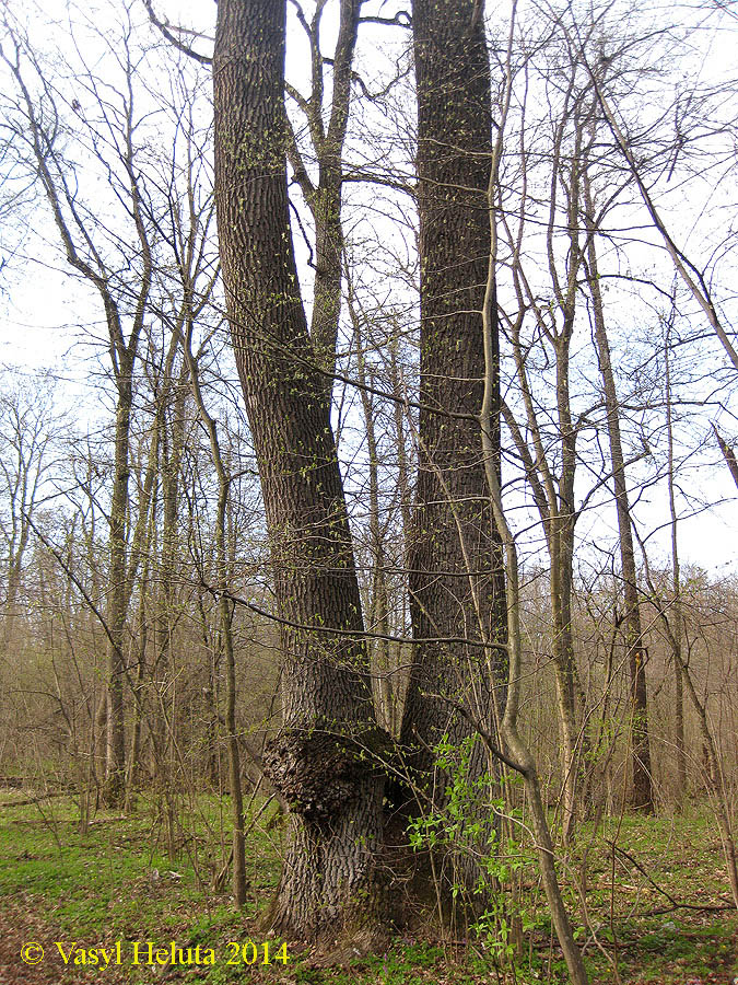 Image of Quercus robur specimen.