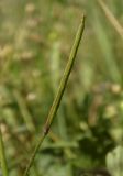Diplotaxis muralis
