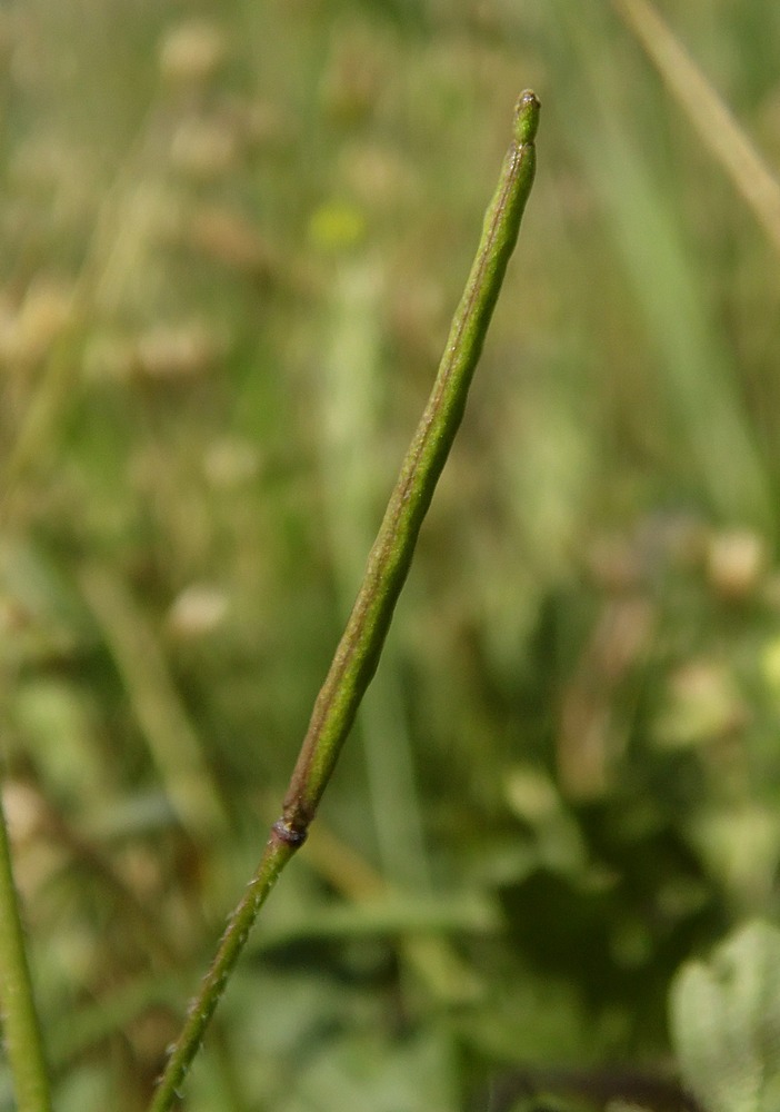 Изображение особи Diplotaxis muralis.