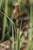 Carex riparia