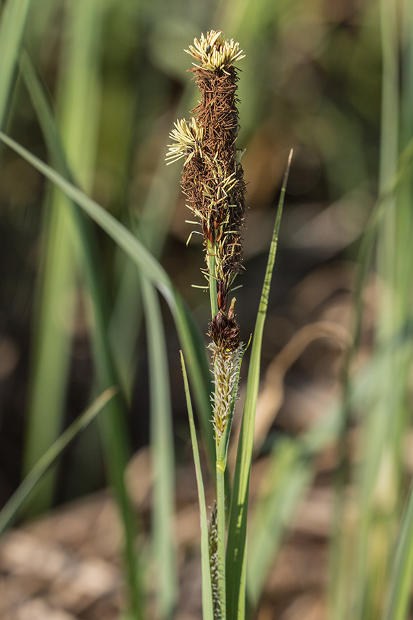 Image of Carex riparia specimen.