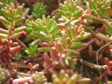 Sedum album