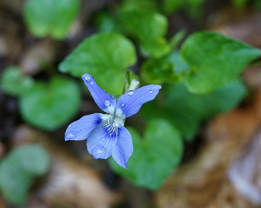 Изображение особи Viola sieheana.