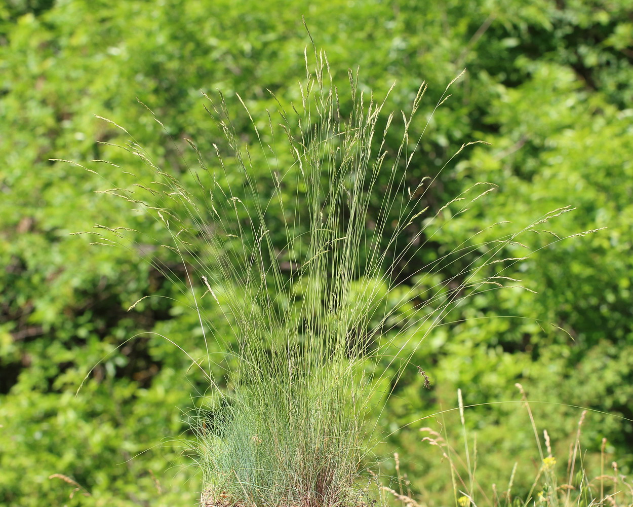 Image of Festuca valesiaca specimen.