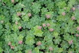 Geranium × cantabrigiense. Растения с нераспустившимися соцветиями ('Karmina'). Германия, г. Дюссельдорф, Ботанический сад университета. 04.05.2014.