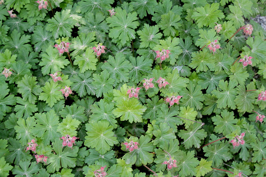 Image of Geranium × cantabrigiense specimen.