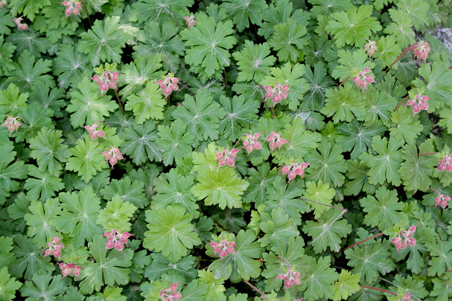 Image of Geranium &times; cantabrigiense specimen.