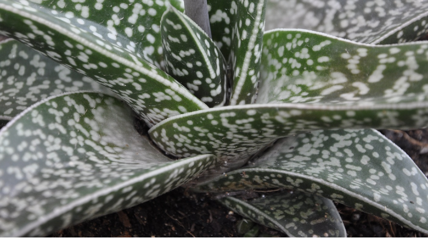 Изображение особи Aloe variegata.