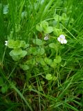 Veronica filiformis