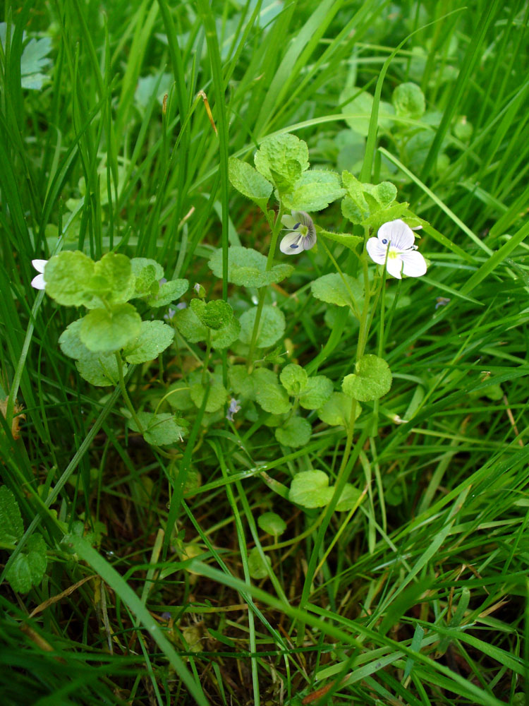 Image of Veronica filiformis specimen.