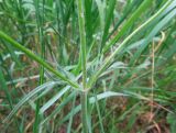 Knautia arvensis