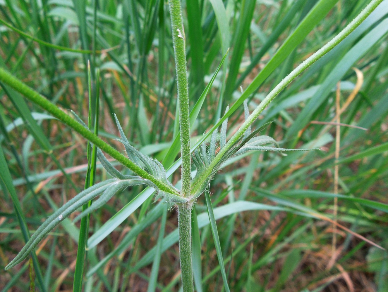 Изображение особи Knautia arvensis.