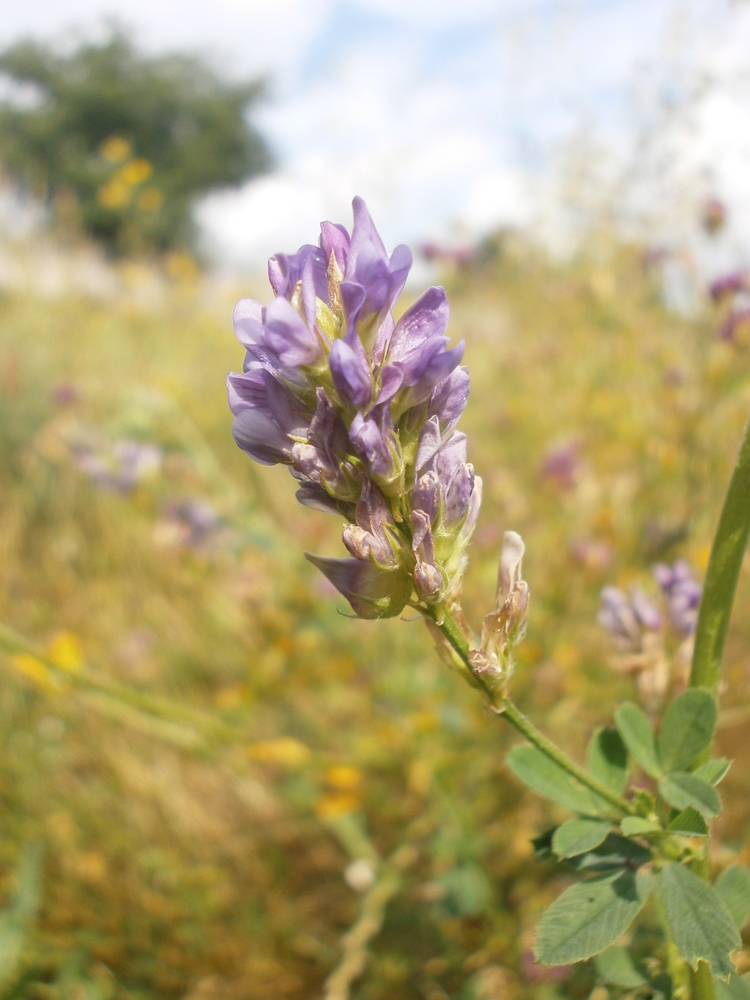 Изображение особи Medicago sativa.