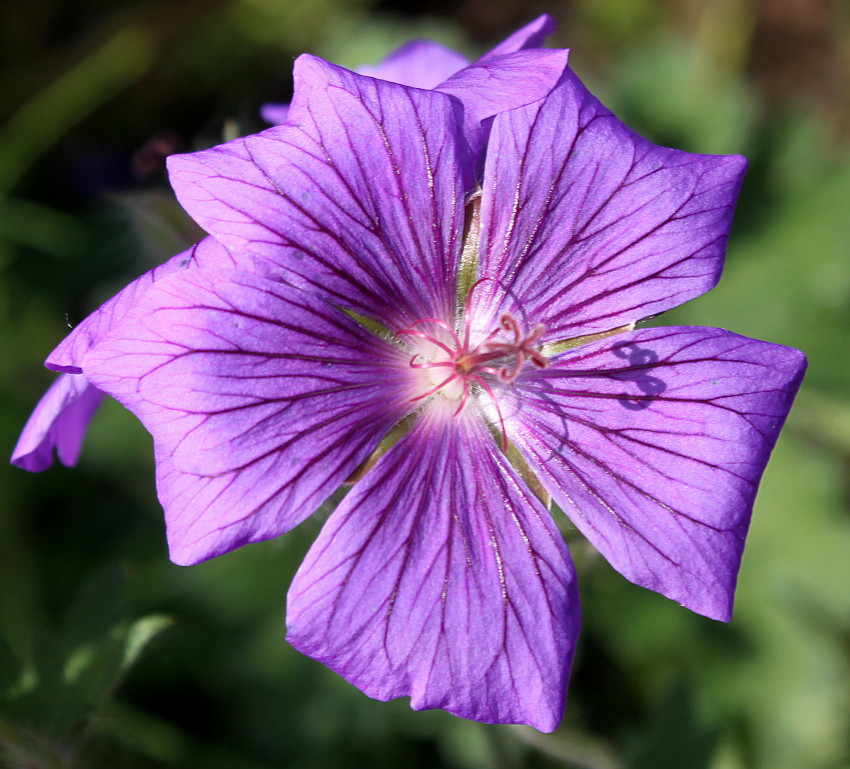 Image of Geranium × magnificum specimen.