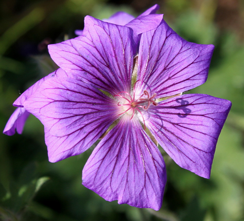 Изображение особи Geranium &times; magnificum.