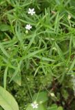 Stellaria longifolia. Цветущее растение. Ленинградская обл., Тосненский р-н, ст. Рябово, еловый лес. 14.07.2009.