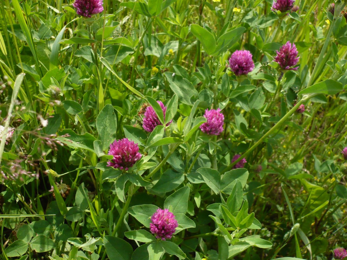 Изображение особи Trifolium pratense.