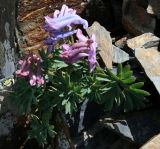 genus Corydalis