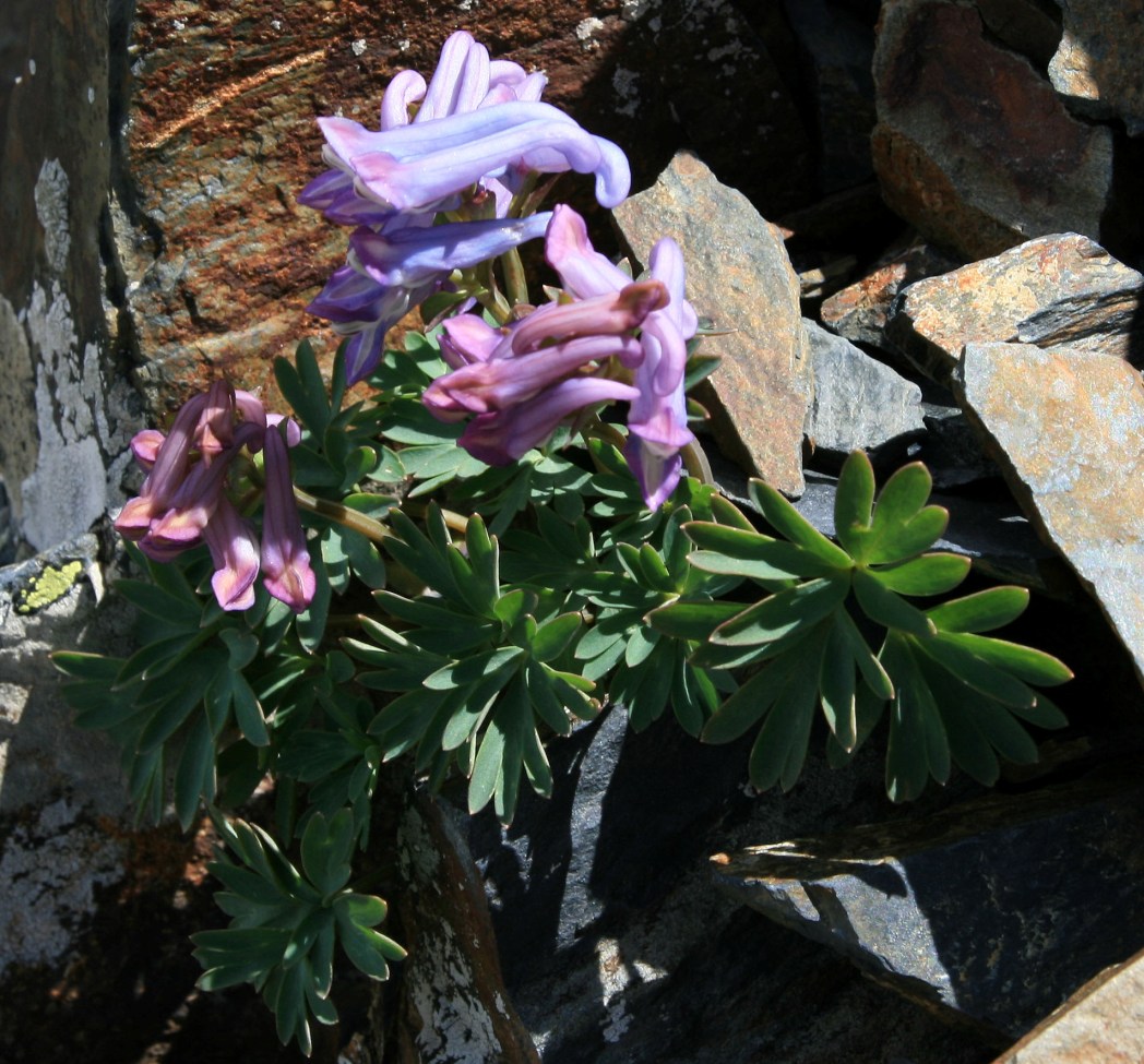 Изображение особи род Corydalis.