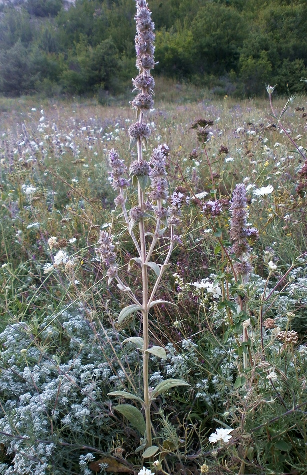 Image of Stachys cretica specimen.