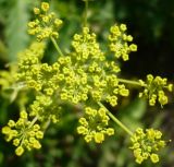 Pastinaca sylvestris