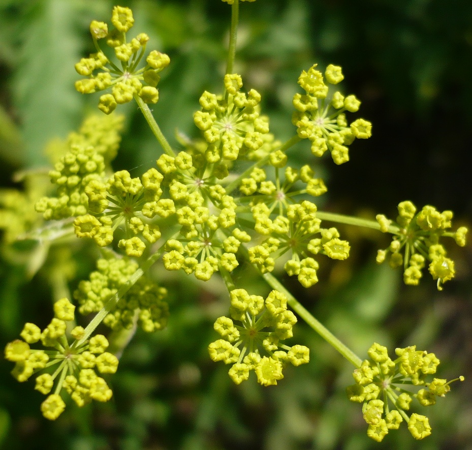 Изображение особи Pastinaca sylvestris.