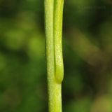 Lilium cernuum