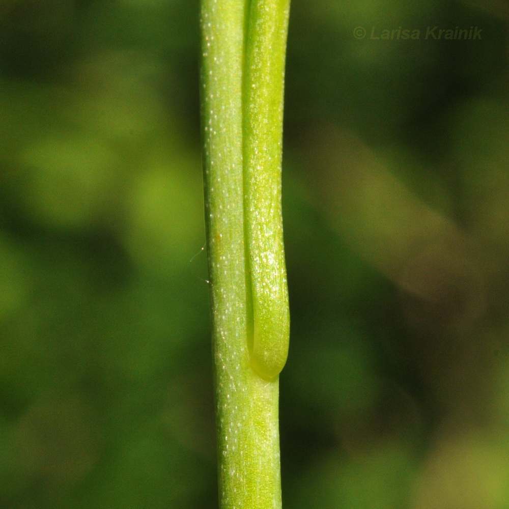 Изображение особи Lilium cernuum.