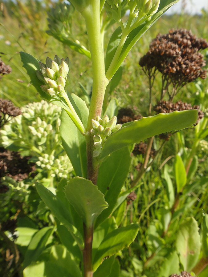 Изображение особи Hylotelephium pallescens.