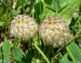 Trifolium fragiferum. Незрелые соплодия. Ярославль, ст. Полянки, обочина тропы в полосе отчуждения. 9 августа 2014 г.