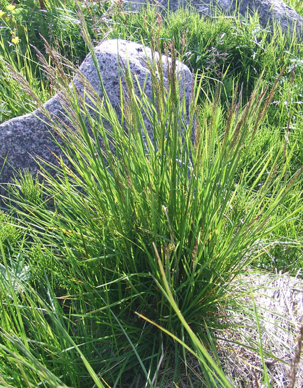 Изображение особи Deschampsia cespitosa.