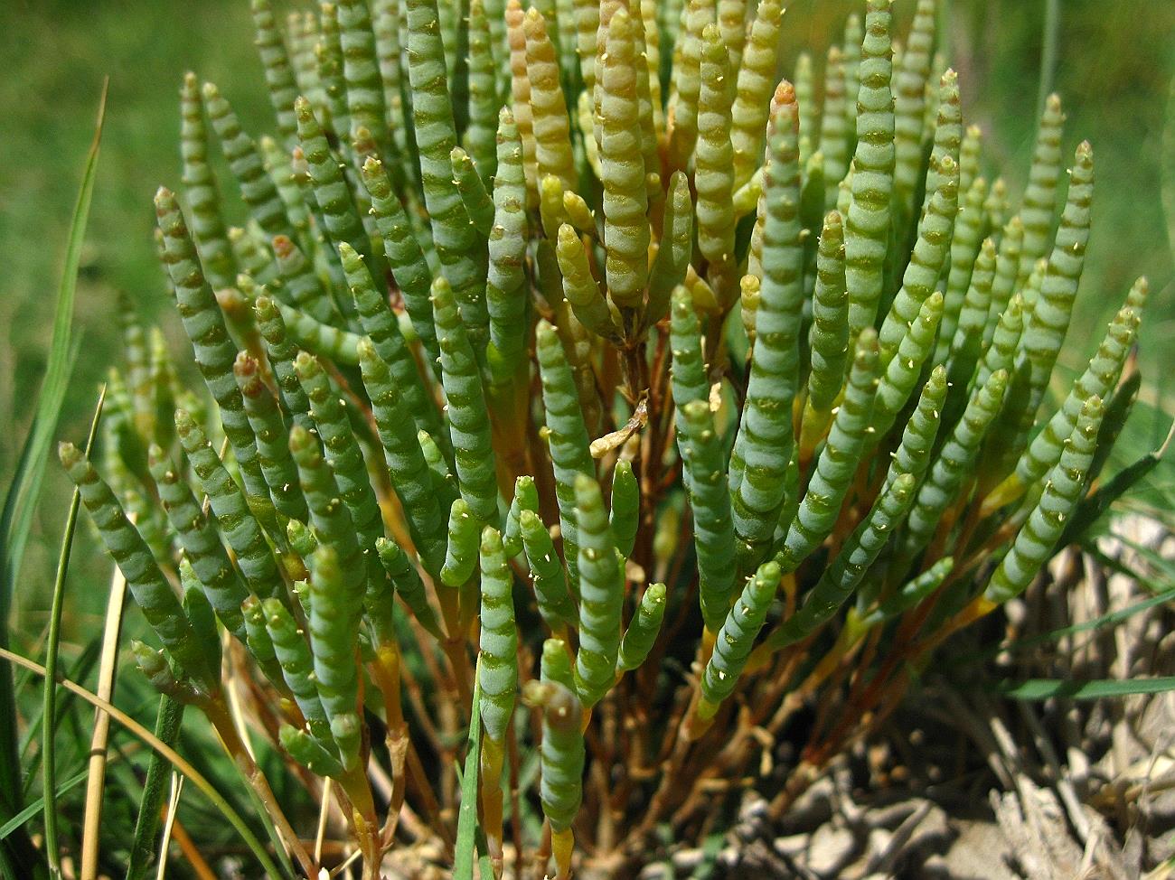 Image of Microcnemum coralloides ssp. anatolicum specimen.