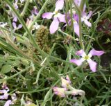 Matthiola bicornis