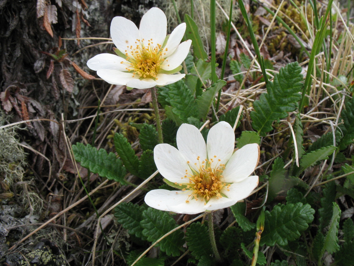 Изображение особи Dryas oxyodonta.