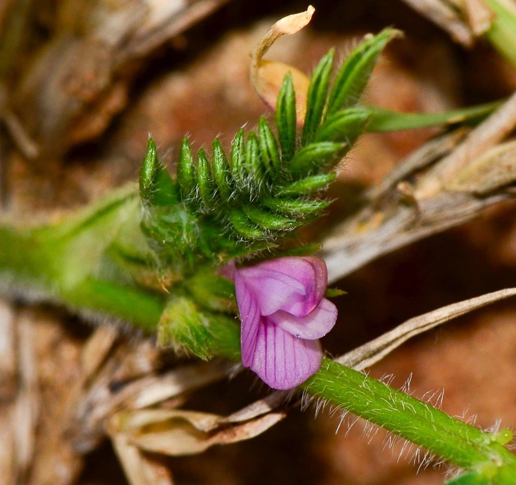 Изображение особи Onobrychis squarrosa.