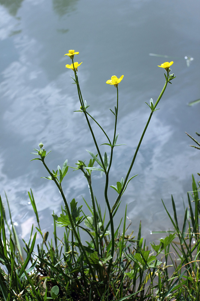 Image of Ranunculus sardous specimen.