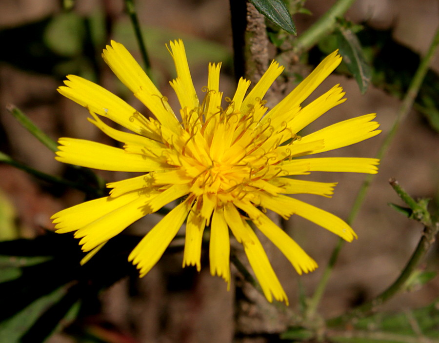 Image of genus Hieracium specimen.